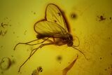 Two Fossil Beetle Larvae And a Fly in Baltic Amber #159766-1